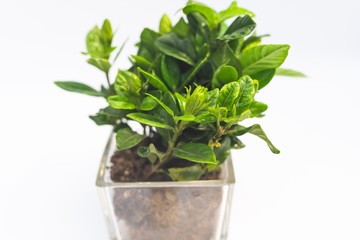 Indoor small green plant in pot on the desk