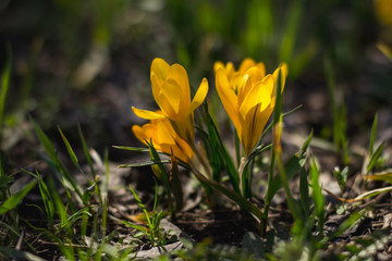 mountain flowers are blooming.