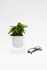 Indoor small green plant with eyeglasses on white background