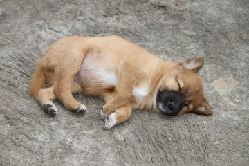 Sleeping puppy dog