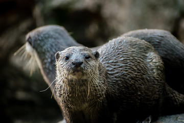 A couple of Ruddy mongoose, moving together, in vigilance