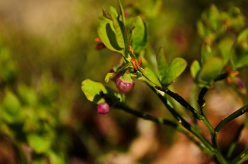A photo of blueberry, Vaccinium uliginosum, flowers in the spring forest. Sunny day and wild green young blooming bilberries in early spring. Sun beams in the forest and the flowering bilberry bush