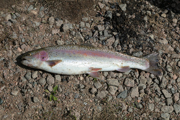 Rainbow trout caught in Vantaankoski, Finland