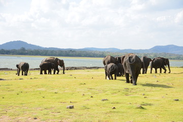 Fototapeta na wymiar ミンネリヤ国立公園の象