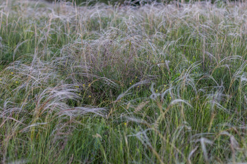 wild feather grass. feather grass field