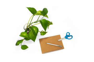 Small green plant, pen, spiral notebook, scissors on white background