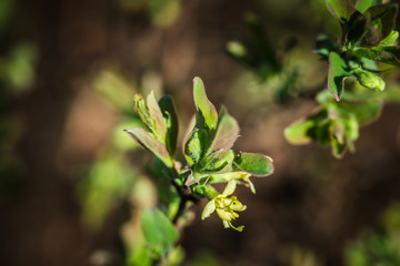 Honeysuckle branch with new green leaves. Selective focus. Shallow depth of field.