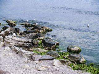 Fototapeta na wymiar seagulls are sitting on a stone. sea ​​gulls. seascape