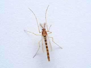 A non biting midge male. Chironomus plumosus