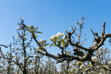 A branch of an apple tree in full blossom, and white flowers in the spring