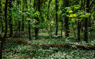 green spring forest