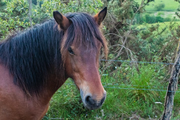 Paseo entre caballo en el monte Aritzmendi Hernani