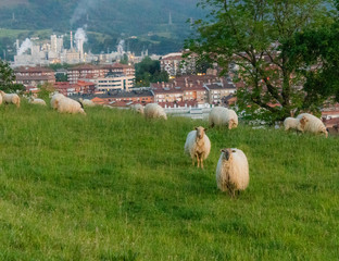 Paseo entre caballo en el monte Aritzmendi Hernani