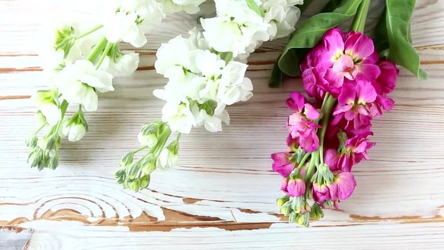 Beautiful matthiola flowers on white wooden table.