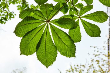 Abstract image of green chestnut leaves in rays of sunlight. Aesculus hippocastanum leaf at spring.Selective focus, blurred background