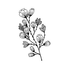 Obraz premium Hand drawn a branch of a flowering tree isolated on a white background. Doodle, simple outline illustration. It can be used for decoration of textile, paper and other surfaces.