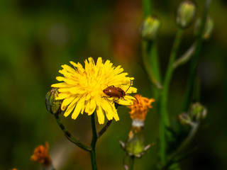 Margarita amarilla con insecto 2