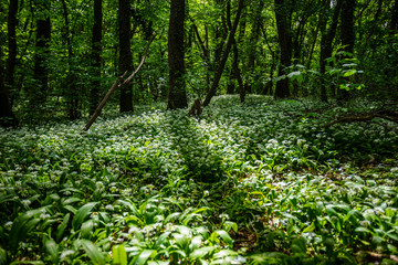 spring green forest
