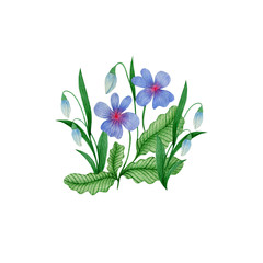 Watercolor illustration of flowers snowdrops and violets. Floral composition.