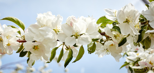 Beautiful white apple blossom.Flowering apple tree.Fresh spring background on nature outdoors.Soft focus image of blossoming flowers in spring time