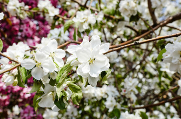 Beautiful white and pink apple blossom.Flowering apple tree.Fresh spring background on nature outdoors.Soft focus image of blossoming flowers in spring time