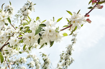 Beautiful white apple blossom.Flowering apple tree.Fresh spring background on nature outdoors.Soft focus image of blossoming flowers in spring time