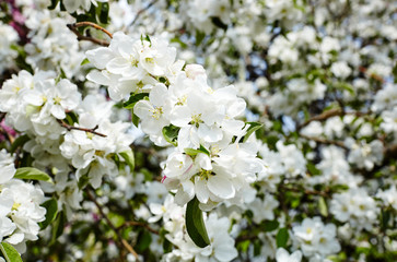 Beautiful white apple blossom.Flowering apple tree.Fresh spring background on nature outdoors.Soft focus image of blossoming flowers in spring time