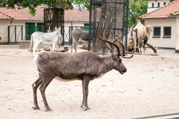 A reindeer stands in a sandy enclosure, showcasing its impressive antlers. In the background, other animals, including donkeys and camels, wander around, contributing to a lively zoo atmosphere