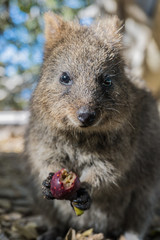 Obraz premium Cute Australian quokka on Rottnest Island. Wild animal enjoying a sunny day with fruit on its hand. Happiest animal on earth. Quokka eating.