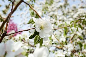 Beautiful white apple blossom.Flowering apple tree.Fresh spring background on nature outdoors.Soft focus image of blossoming flowers in spring time