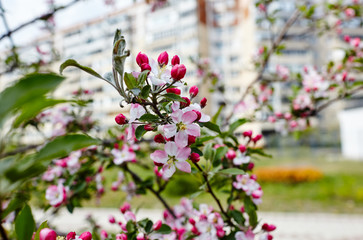 Beautiful white and pink apple blossom.Flowering apple tree.Fresh spring background on nature outdoors.Soft focus image of blossoming flowers in spring time