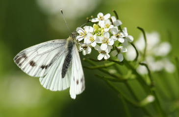 A pretty Green-veined White Butterfly, Pieris napi, nectaring on a Garlic mustard flower in spring.