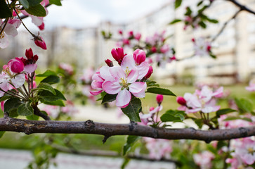 Obraz premium Beautiful white and pink apple blossom.Flowering apple tree.Fresh spring background on nature outdoors.Soft focus image of blossoming flowers in spring time