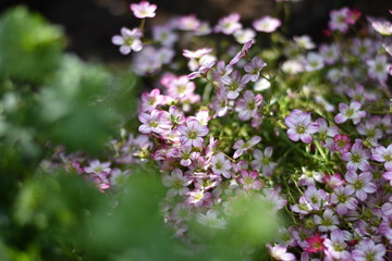 Blühender Moos-Steinbrech (Saxifraga x arendsii)