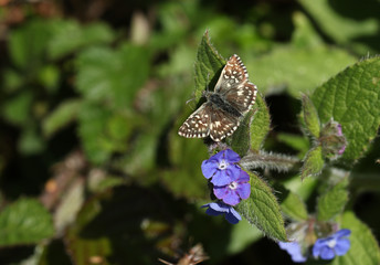 A rare Grizzled Skipper Butterfly, Pyrgus malvae, perching on a flowering Green Alkanet plant, Pentaglottis sempervirens, growing in the wild in the UK.