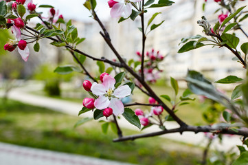 Beautiful white and pink apple blossom.Flowering apple tree.Fresh spring background on nature outdoors.Soft focus image of blossoming flowers in spring time