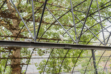 A solitary white bird perches on a metal beam inside a lush greenhouse, surrounded by vibrant green leaves, creating a tranquil atmosphere that blends nature with human-made structure