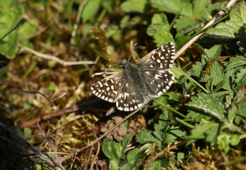 A rare Grizzled Skipper Butterfly, Pyrgus malvae, perching on low growing vegetation in a field in the UK.