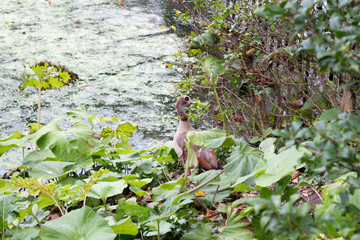 A heron stands among lush green foliage near a serene waterway, its long neck extended as it surveys the environment, blending beautifully into the tranquil habitat.