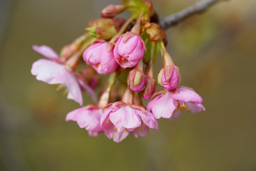 ピンク色の河津桜の花