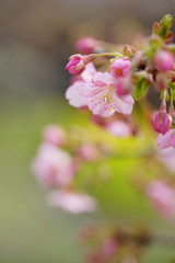 ピンク色の河津桜の花