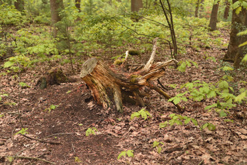 Stub in the forest. It was a long time after the tree fell.