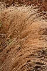 dry brown ornamental grass in late spring