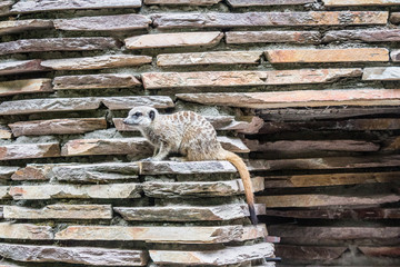 Meerkat sitting on wall stacked bricks, curiously observing its surroundings in Amsterdam