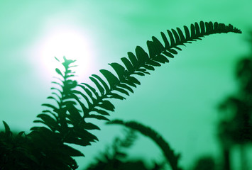 Pop art styled silhouette of fern leaves against dazzling sun and green sky