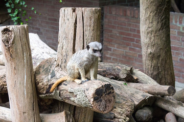A meerkat sits atop a pile of logs, curiously observing its surroundings, surrounded by a natural...