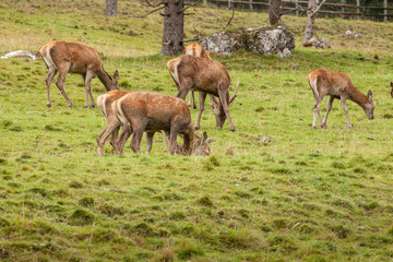Naklejka na ściany i meble A group of young deers in a green alpine pasture;