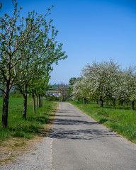 A beautiful vertical shot of a countryside road surrounded with trees and grass