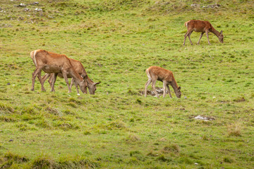 Naklejka na ściany i meble A group of young deers in a green alpine pasture;