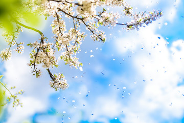 Flowering white cherry. Tender spring card. Fresh spring nature, Blue sky with clouds. Flower petals falling like snow.